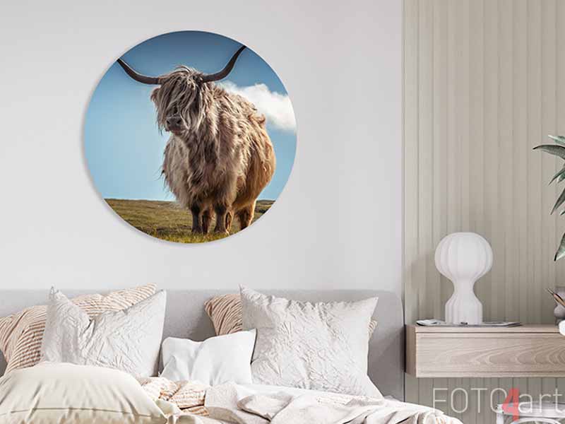 Alu-Dibond Rund - Highlander Kuh mit dem vom Wind bewegten Haar, Schottland. Konzept: Schottische Landschaften, typische Nutztiere, Reise nach Schottland